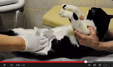 Ветеринарная клиника "Свой Доктор" информирует клиентов и сотрудников в формате видео