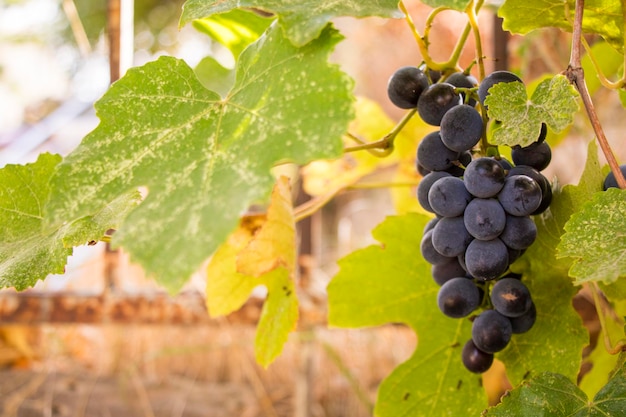 «Кубань-Вино» будет развивать сеть винотек по франшизе